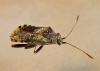Stictopleurus punctatonervosus